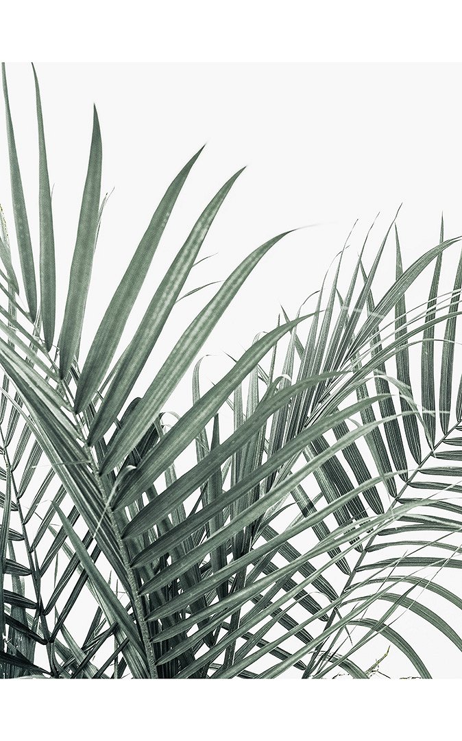 5e7d089bd2dc7_TROPICAL PALMERA.jpg